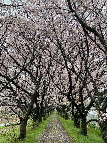 来年こそは花見とお酒