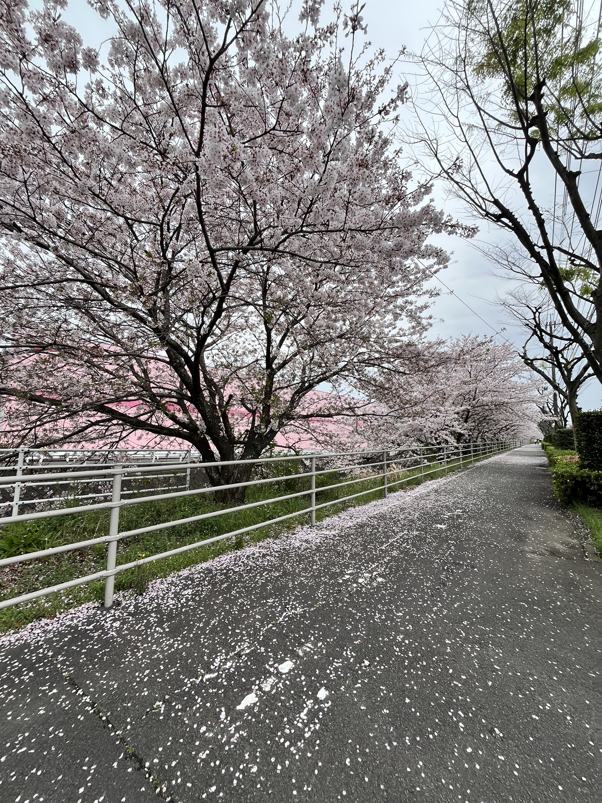 新年度もよろしくお願いします！