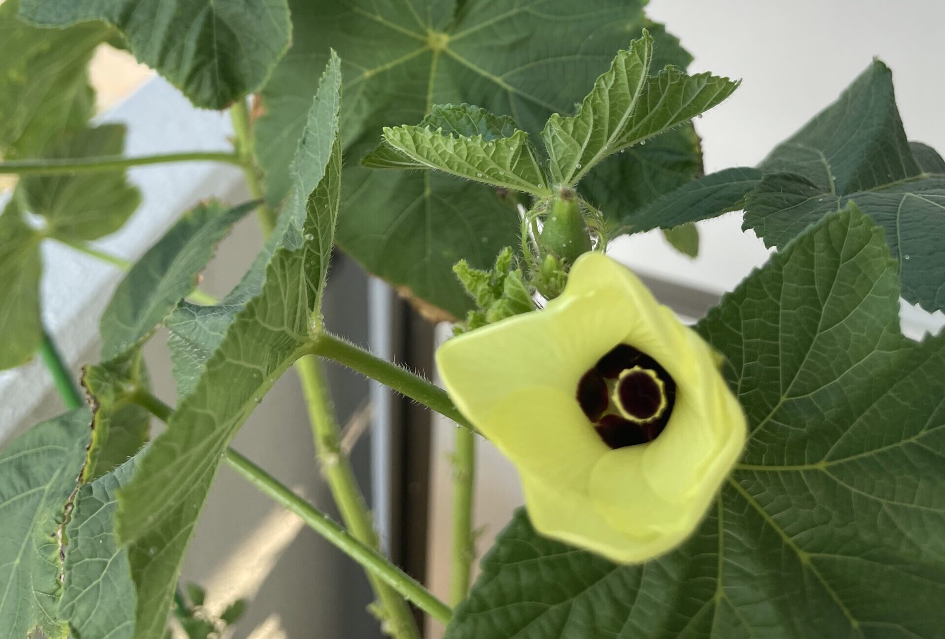 この夏にハマったもの